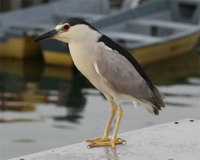 Black Crowned Night Heron