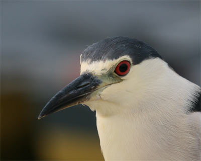 Black Crowned Night Heron