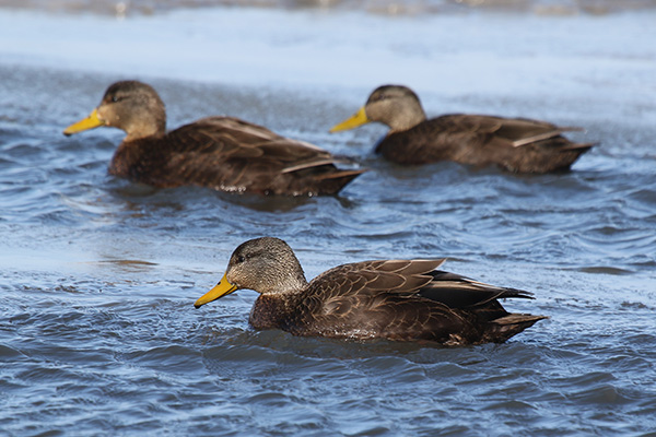 American Black Ducks