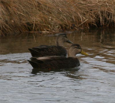 American Black Ducks