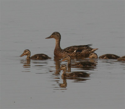 American Black Ducks