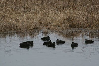 American Black Ducks