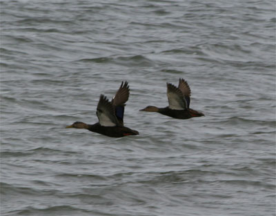 American Black Ducks