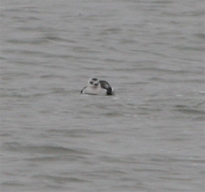 Black Guillemot