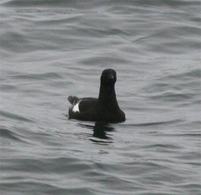 Black Guillemot