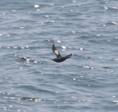 Black Guillemot