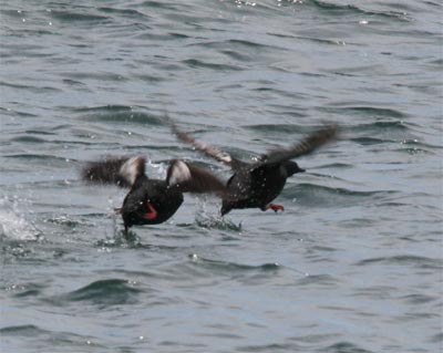 Black Guillemot