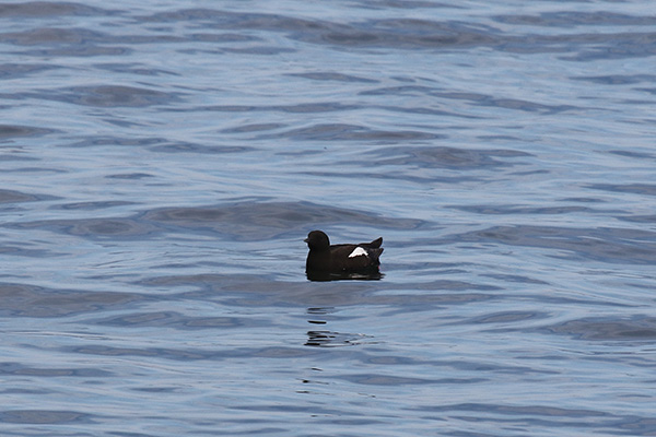 Black Guillemot