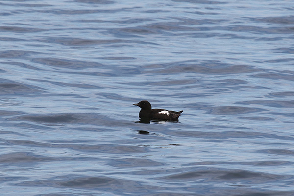 Black Guillemot