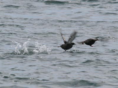 Black Guillemot