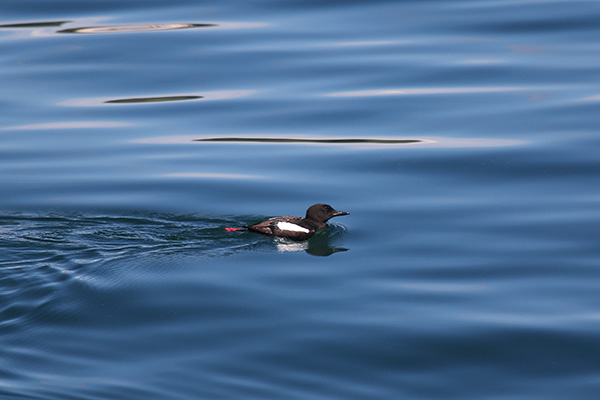 Black Guillemot