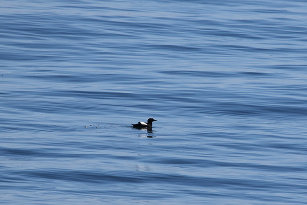 Black Guillemot