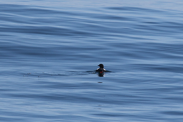 Black Guillemot