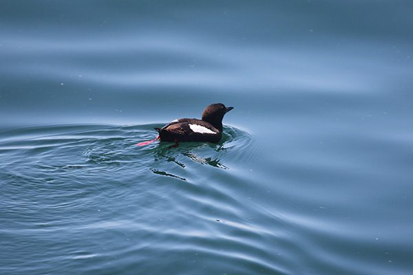 Black Guillemot