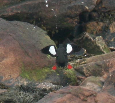 Black Guillemot