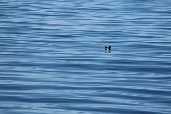 Black Guillemot