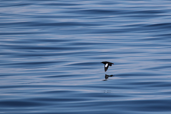 Black Guillemot