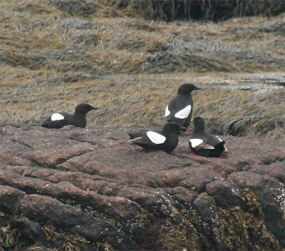 Black Guillemot