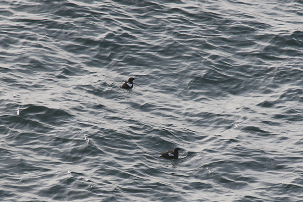 Black Guillemot