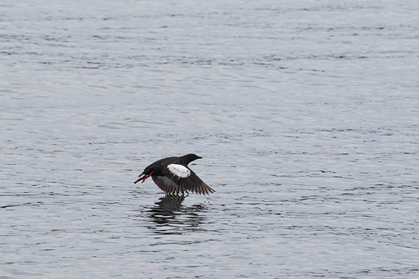 Black Guillemot