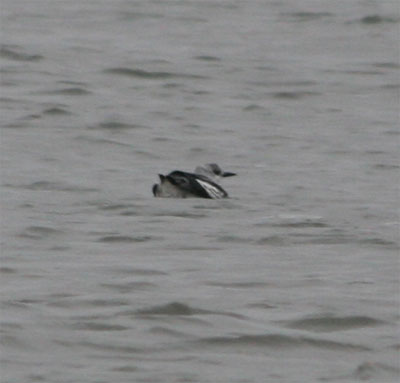 Black Guillemot