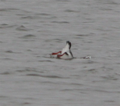 Black Guillemot