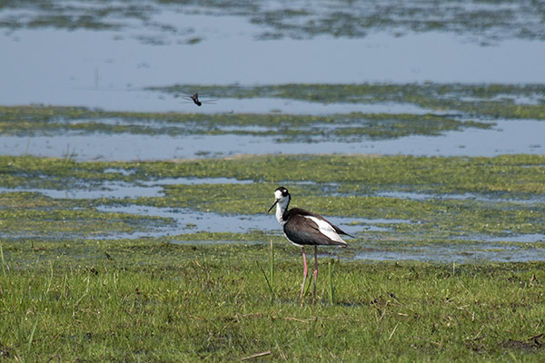 Black-necked Stilt