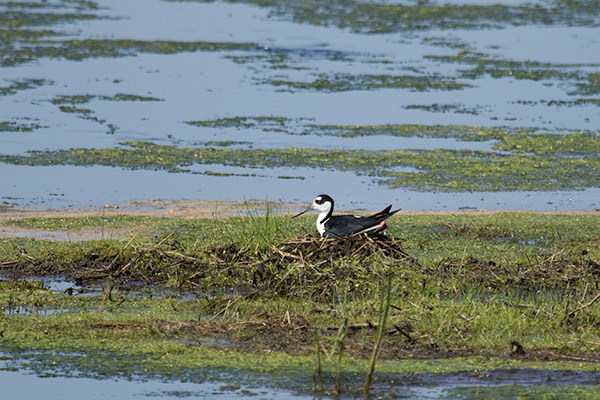 Black-necked Stilt