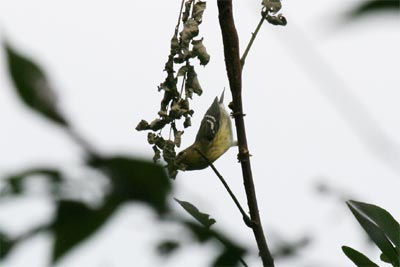 Blackpoll Warbler
