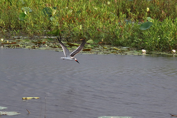 Black Skimmer