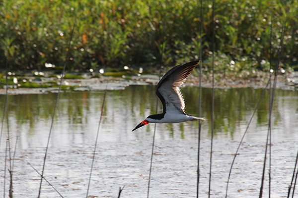 Black Skimmer