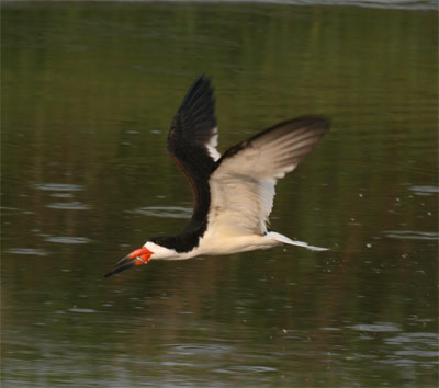 Black Skimmer