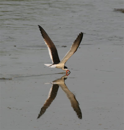 Black Skimmer