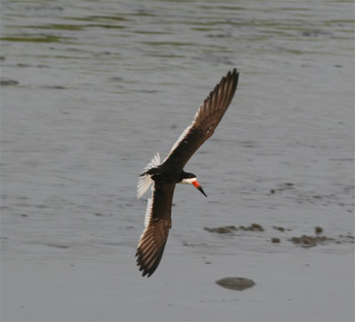 Black Skimmer