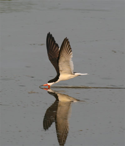 Black Skimmer