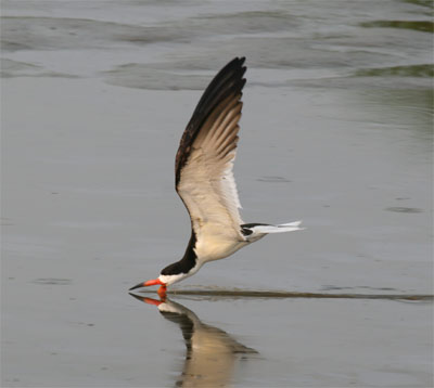 Black Skimmer