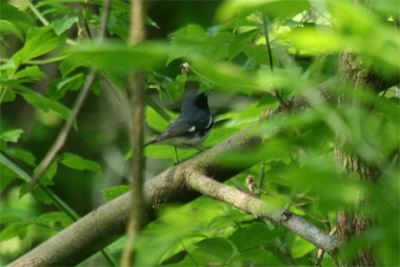 Black Throated Blue Warbler