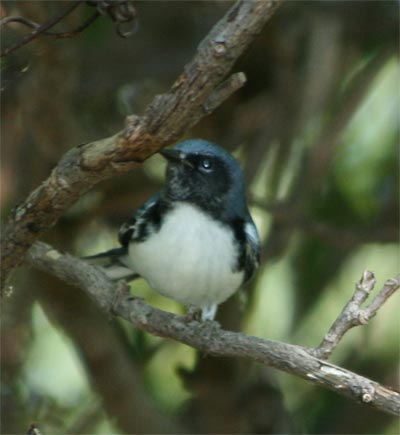 Black Throated Blue Warbler