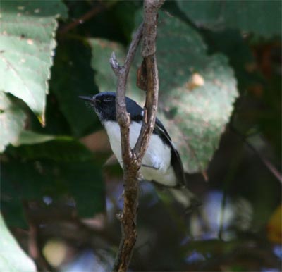 Black Throated Blue Warbler