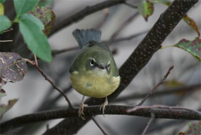 Black Throated Blue Warbler