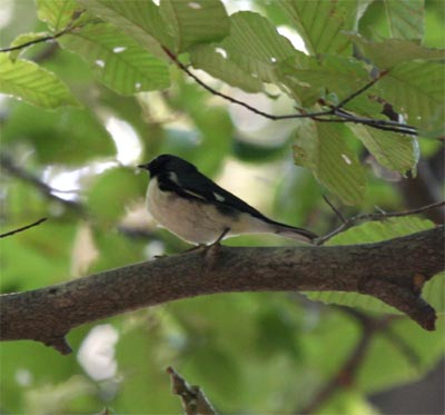 Black Throated Blue Warbler