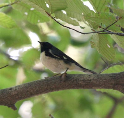 Black Throated Blue Warbler