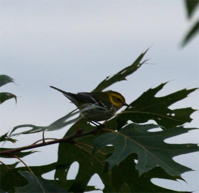 Black-throated Green Warbler