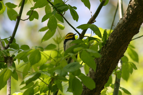 Black-throated Green Warbler