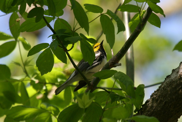 Black-throated Green Warbler