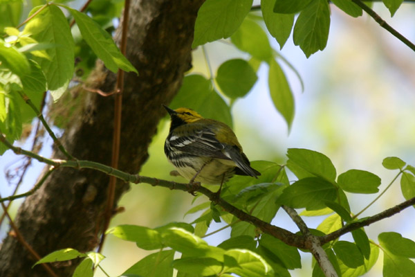 Black-throated Green Warbler