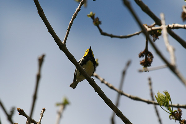 Black-throated Green Warbler