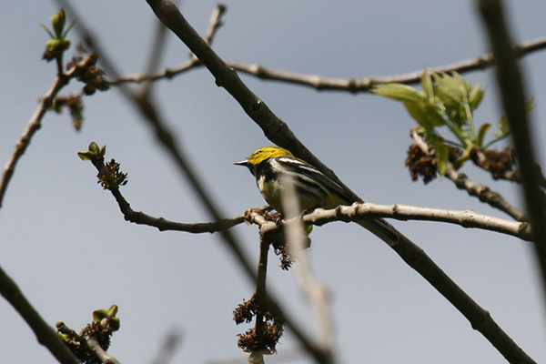 Black-throated Green Warbler