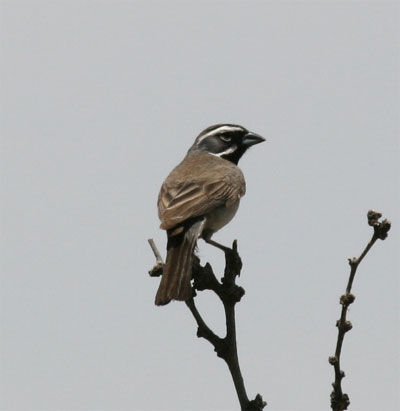 Black Throated Sparrow