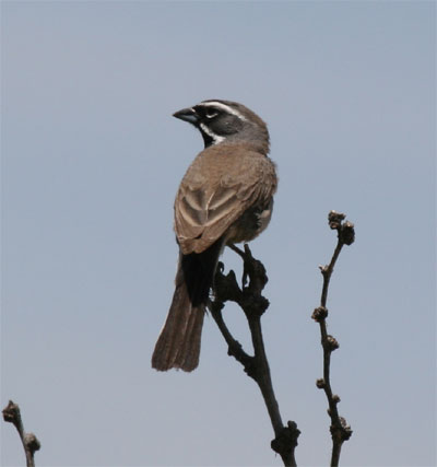 Black Throated Sparrow